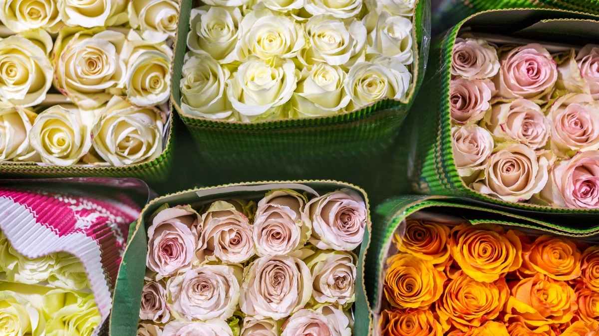 Rose bouquets